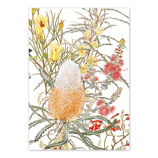 A6 Card: Banksia & Verticordia
