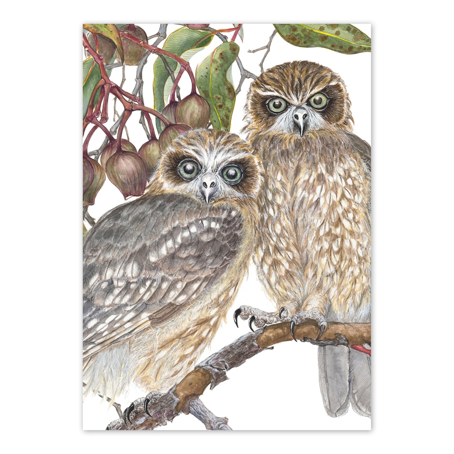 A6 Card: Boobook Owls