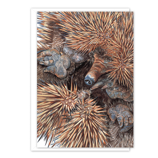 A6 Card: Echidna