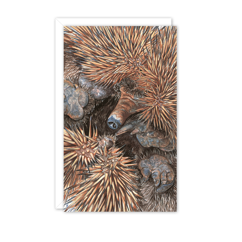 Echidna Australian Wildlife Card — Small