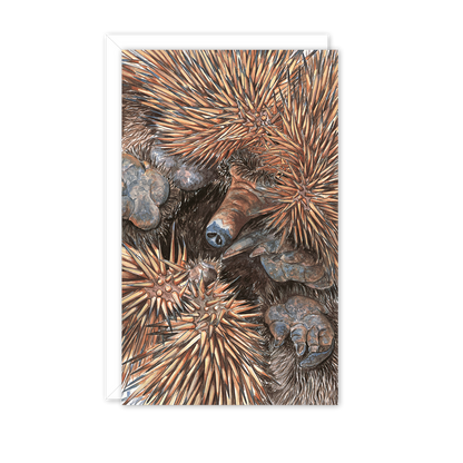 Echidna Australian Wildlife Card — Small
