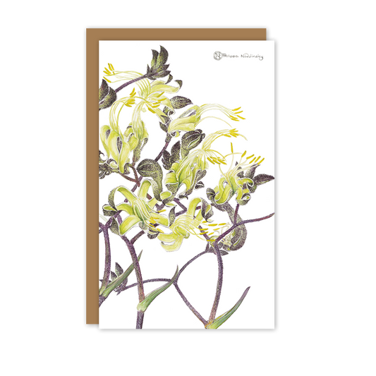 Black Kangaroo Paw Australian Botanical Card — Small