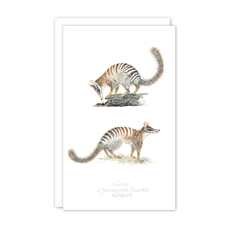 Numbats Australian Wildlife Card — Small