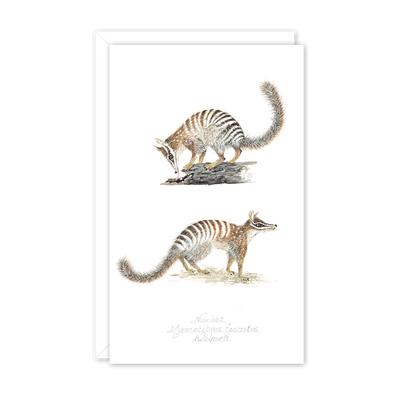 Numbats Australian Wildlife Card — Small