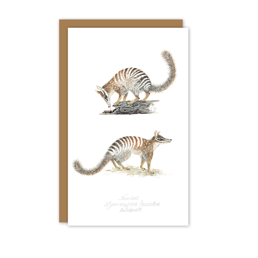 Numbats Australian Wildlife Card — Small