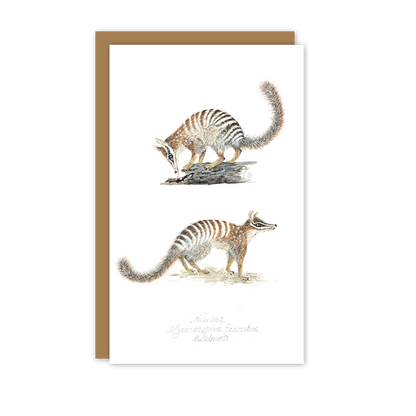 Numbats Australian Wildlife Card — Small