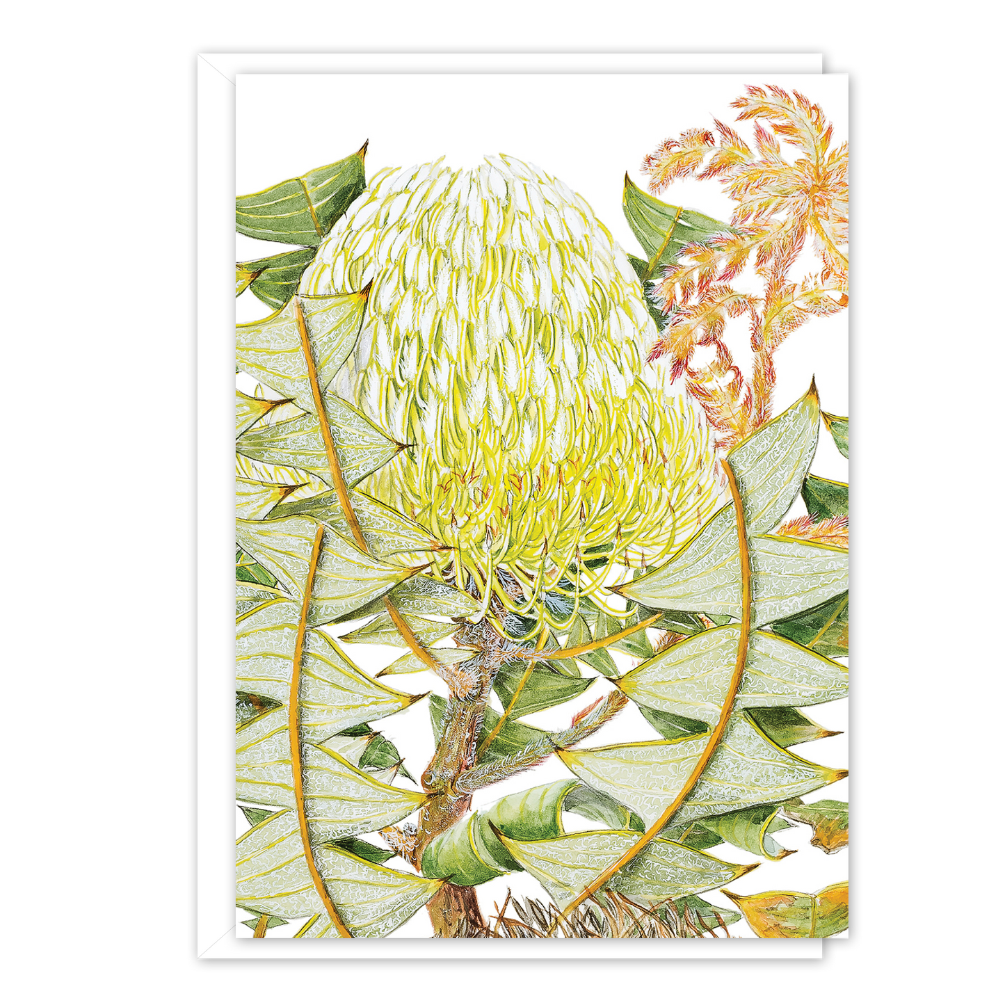 A6 Card: Birds' Nest Banksia