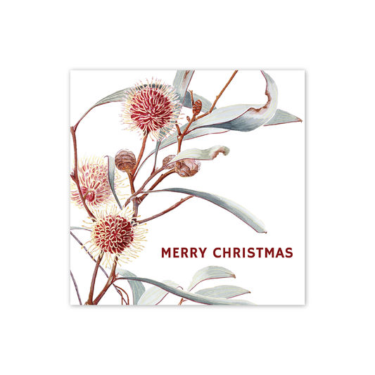 Square Card: Pincushion Hakea 'Merry Christmas'