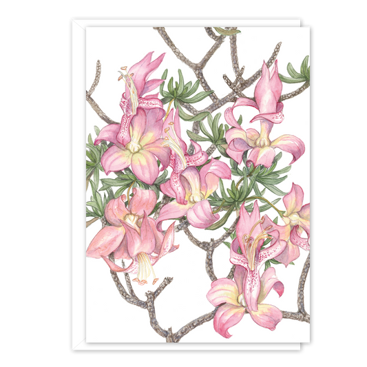 A6 Card: Eremophila miniata