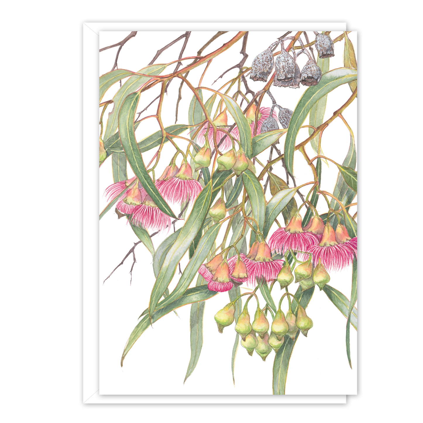 A6 Card: Eucalyptus leucoxylon rosea