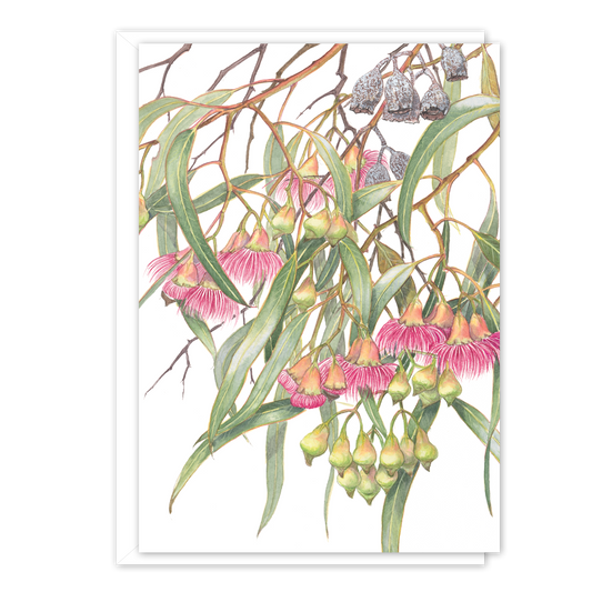 A6 Card: Eucalyptus leucoxylon rosea