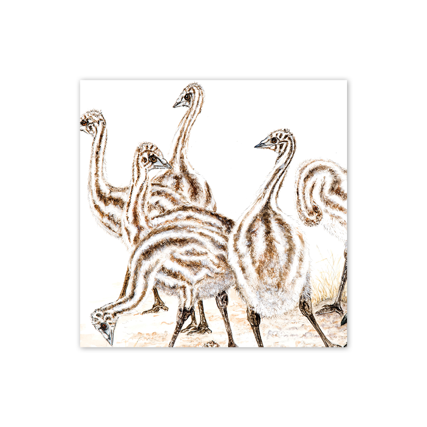 Square Card: Emu chicks