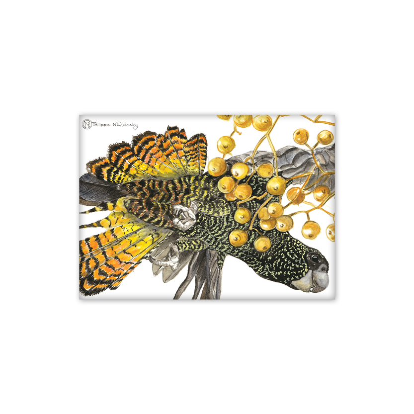 Red tailed Black Cockatoo Australian Wildlife Magnet