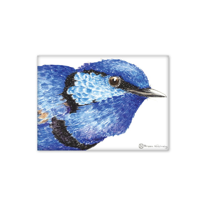 Blue Splendid Fairy Wren Australian Wildlife Magnet