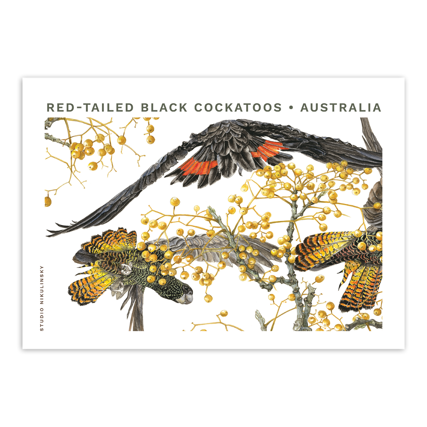 Postcard: Red-tailed Black Cockatoos