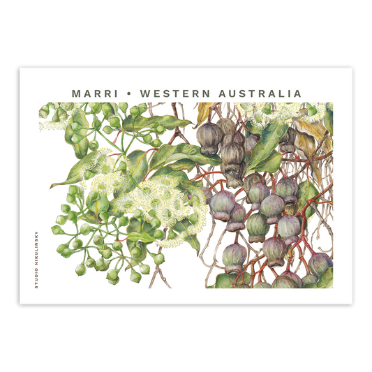 Postcard: Marri - Western Australia