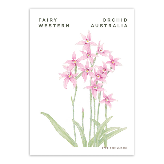 Postcard: Pink Fairy orchid