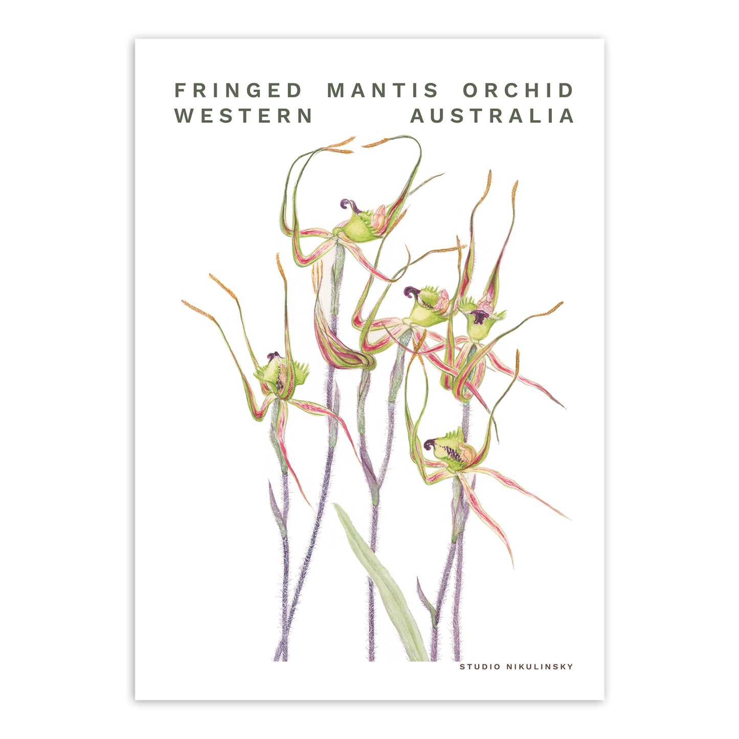 Postcard: Fringed Mantis orchid