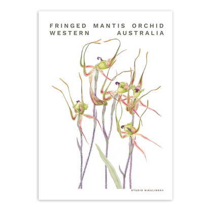 Postcard: Fringed Mantis orchid