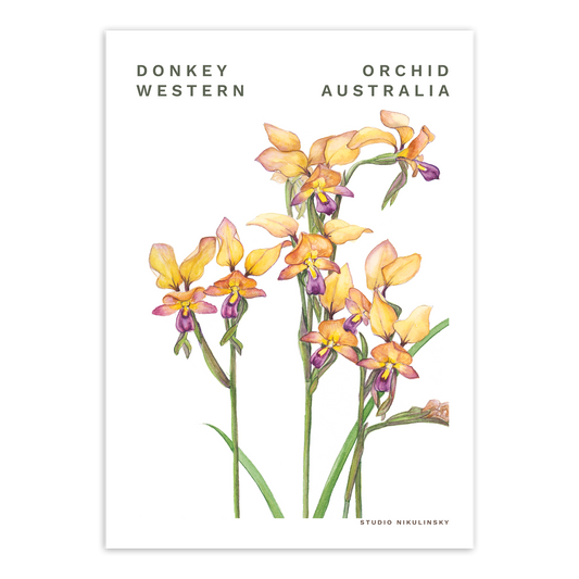 Postcard: Dunsborough Donkey Orchid