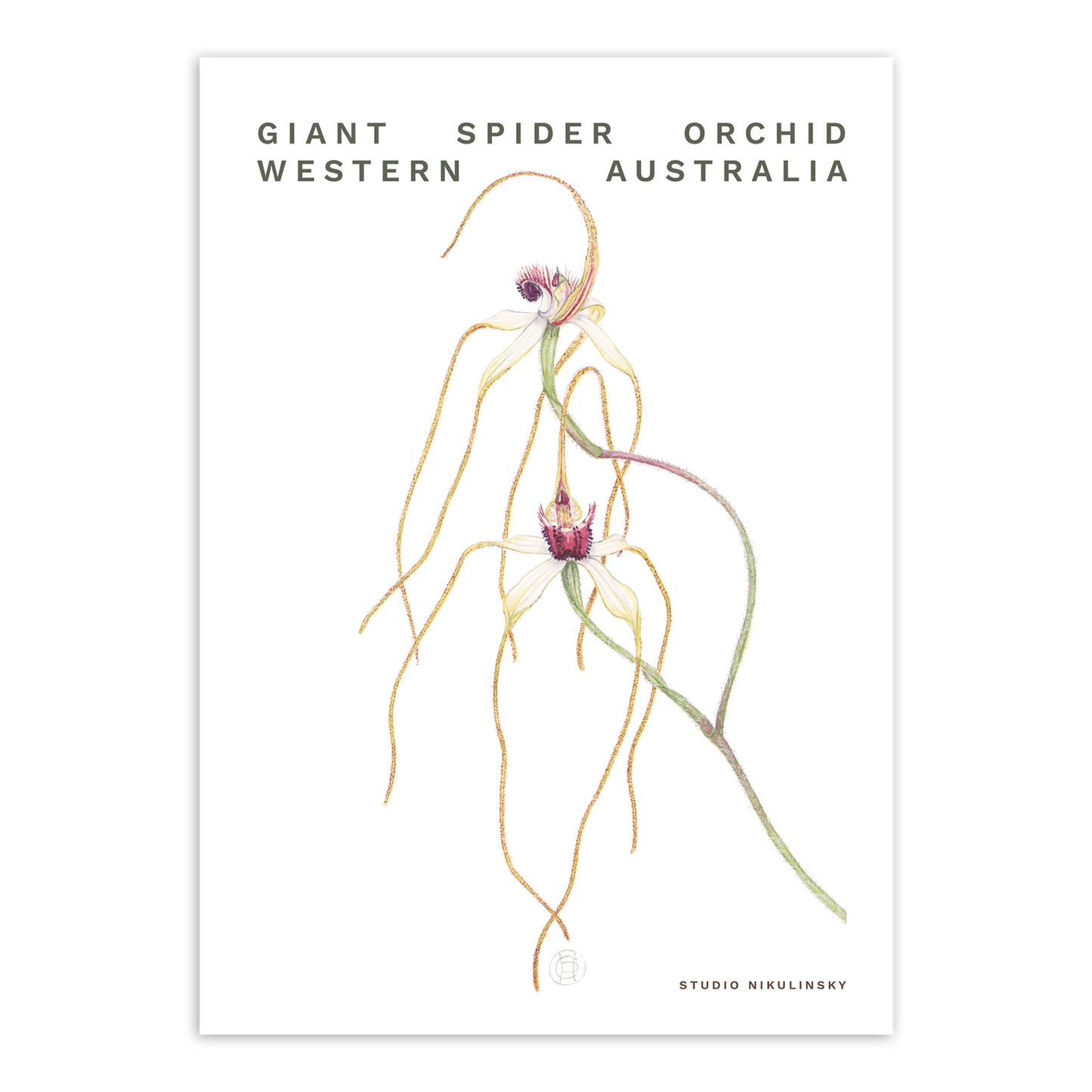 Postcard: Giant Spider Orchid