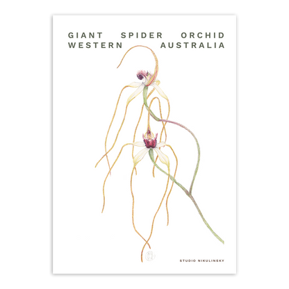 Postcard: Giant Spider Orchid