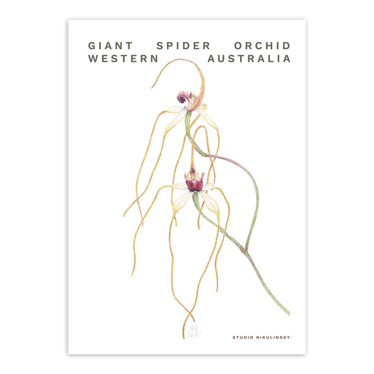 Postcard: Giant Spider Orchid