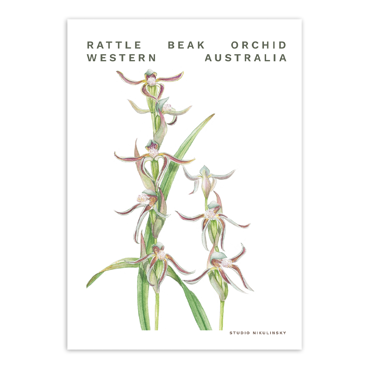 Postcard: Rattle Beak orchid