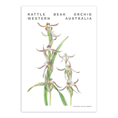 Postcard: Rattle Beak orchid