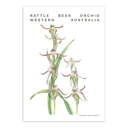 Postcard: Rattle Beak orchid