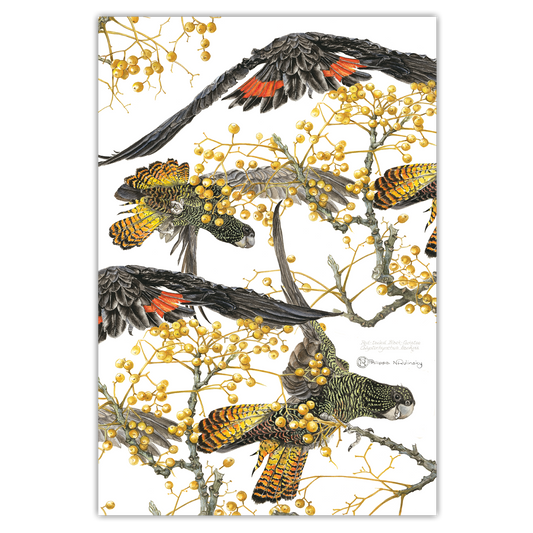 A digitally printed tea towel featuring a watercolor painting of Red-tailed Black Cockatoos perched on branches with yellow berries.