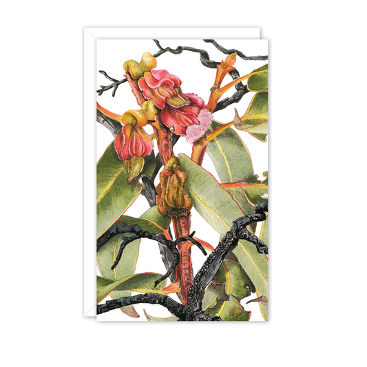 Small Card: Eucalyptus sweedmaniana 