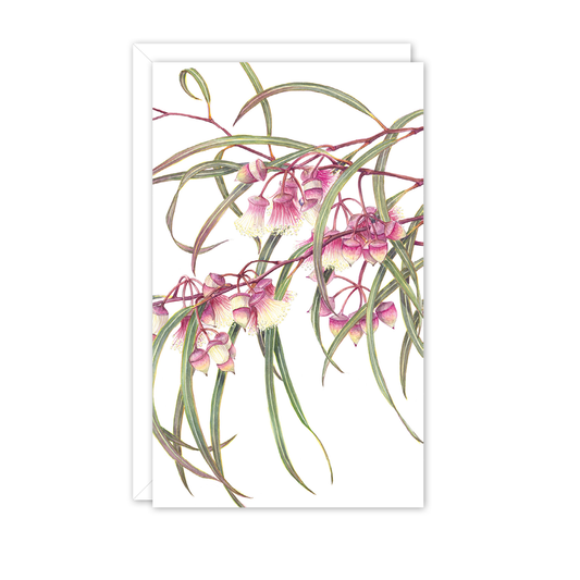 Small Card: Eucalyptus synandra
