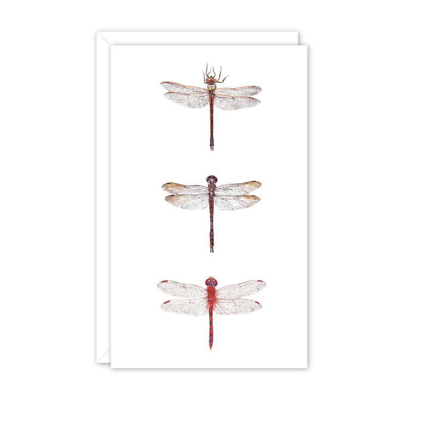 Small Card: Dragonflies