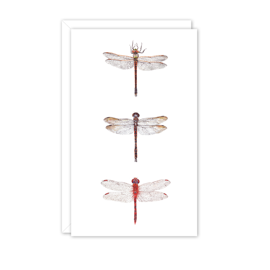 Small Card: Dragonflies