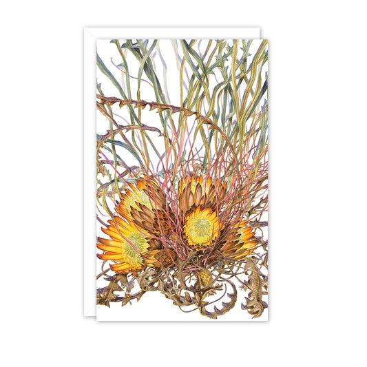 Small Card: Banksia rufa