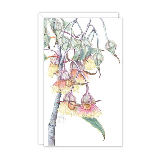 Small Card: Eucalyptus alatissima