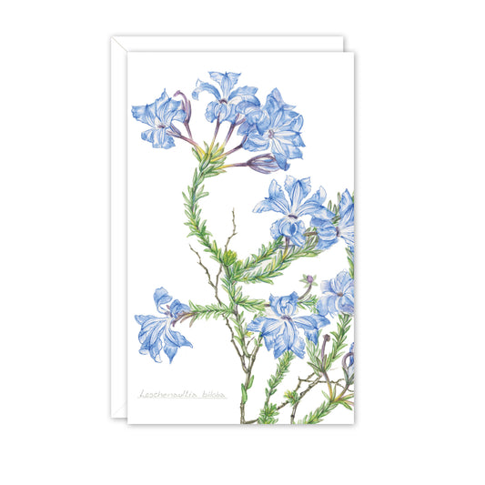 Small Card: Leschenaultia biloba