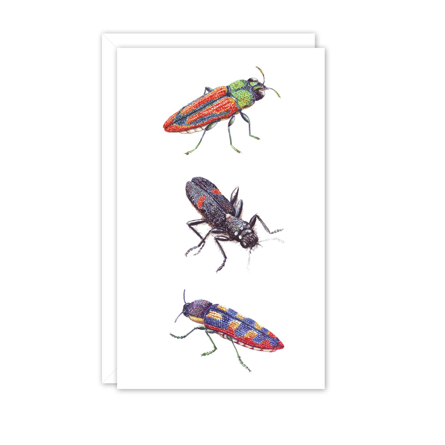 Small Card: Jewel Beetles