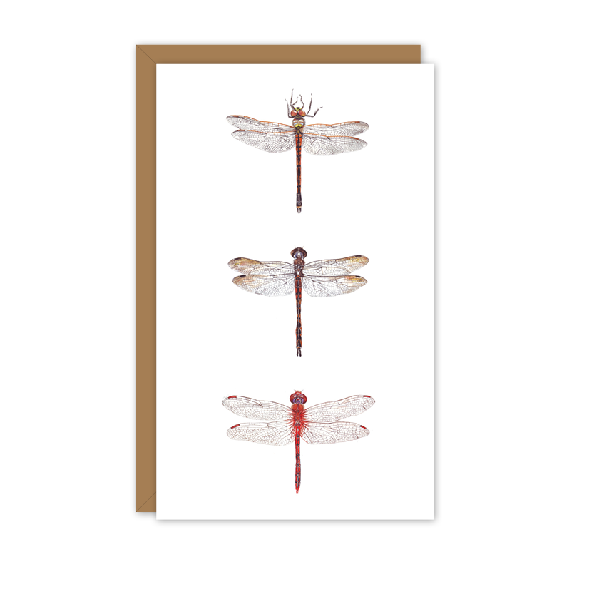 Small Card: Dragonflies