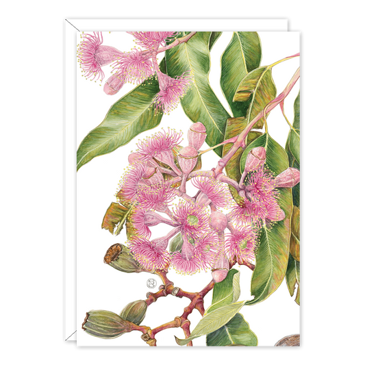 Swamp Bloodwood Botanical Card — A6