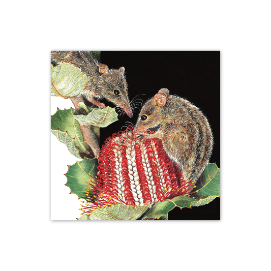 Square Card: Honey possums on Scarlet Banksia
