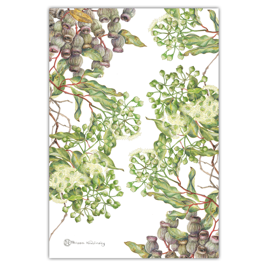 Tea Towel: Marri