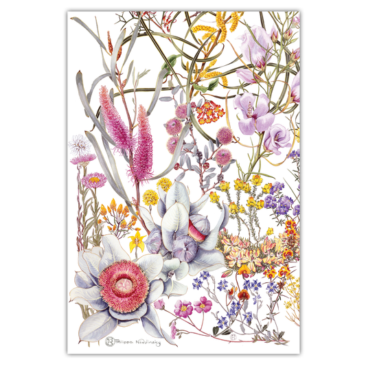 A linen tea towel featuring a colorful print of various wildflowers from the Northern Wheatbelt region.
