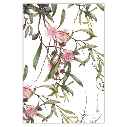 Pincushion Hakea Tea Towel