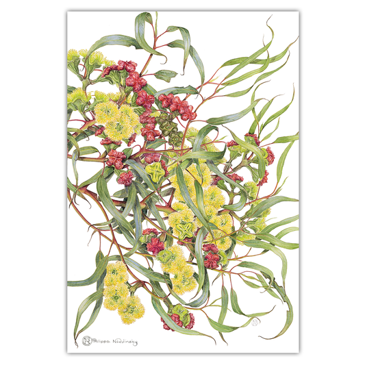 Tea Towel: Red capped Gum