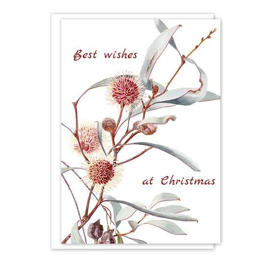 A6 Card: Hakea laurina - Best wishes at Christmas