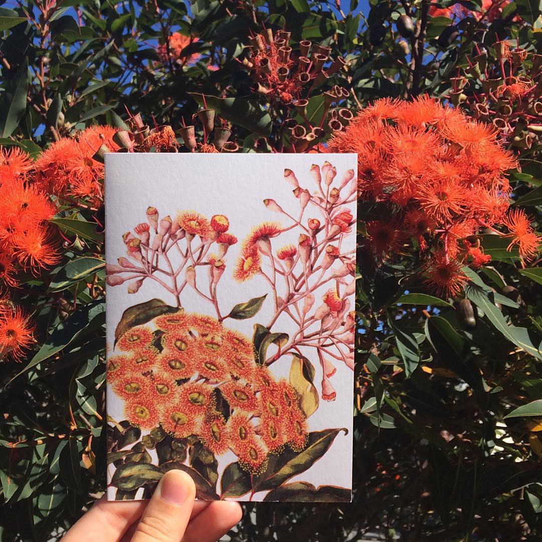 studio-nikulinsky A6 Card: Red-flowering Gum by Philippa Nikulinsky