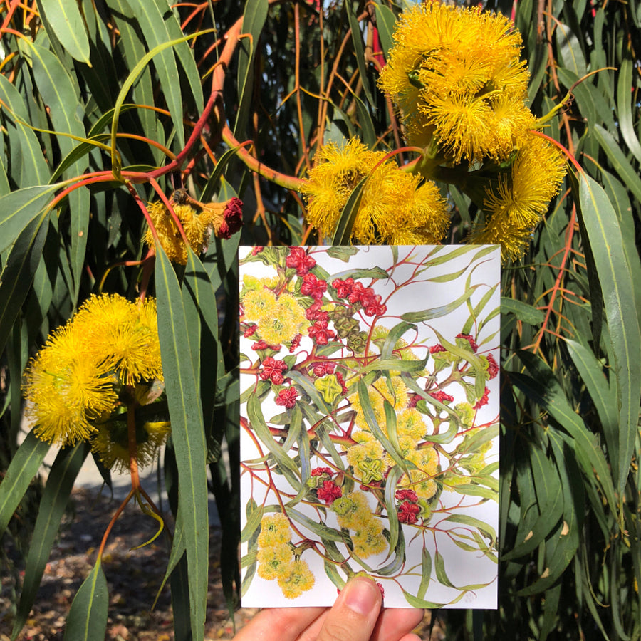 studio-nikulinsky A6 Card: Eucalyptus Red-capped Gum by Philippa Nikulinsky