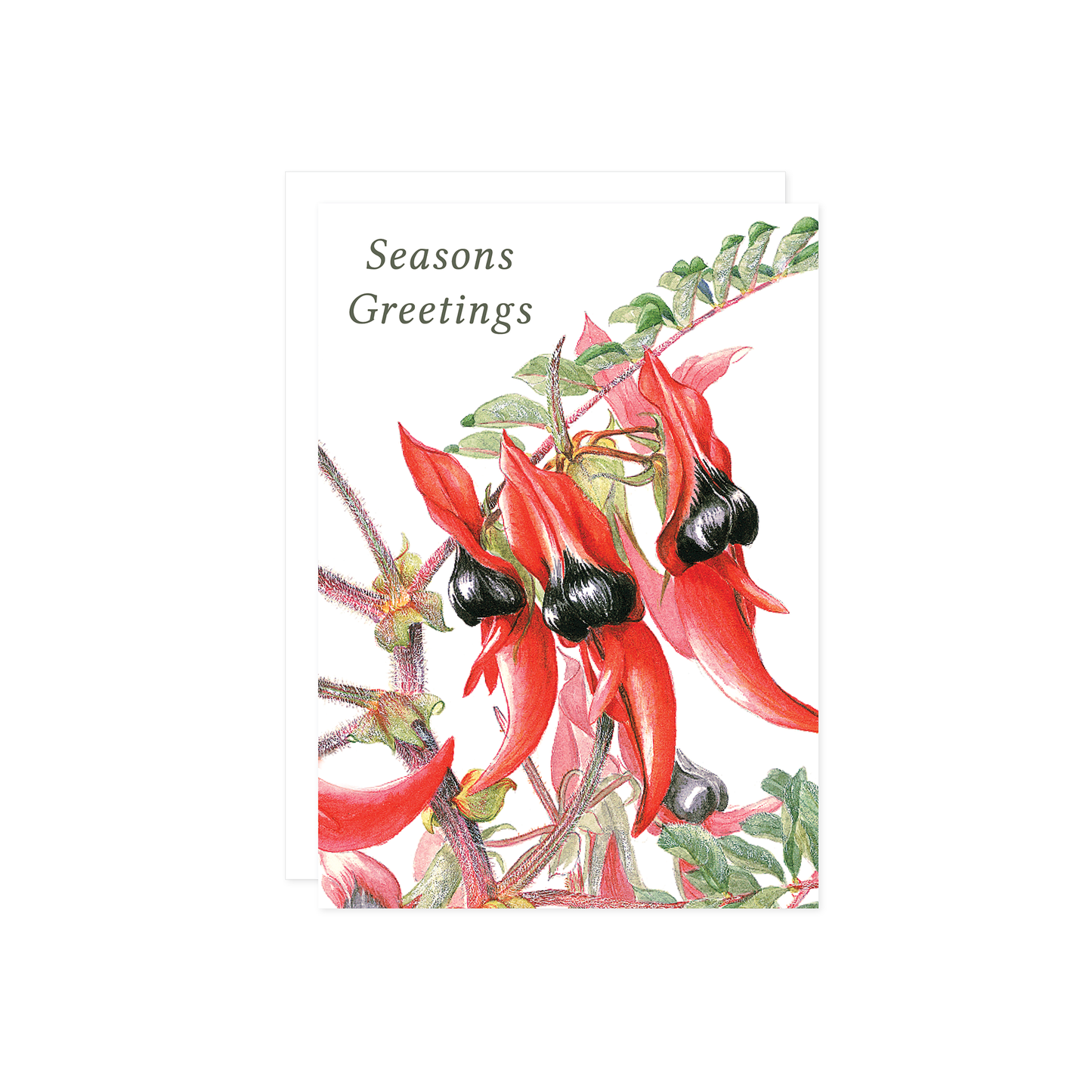 A6 Card: Sturt's Desert Pea Christmas Card